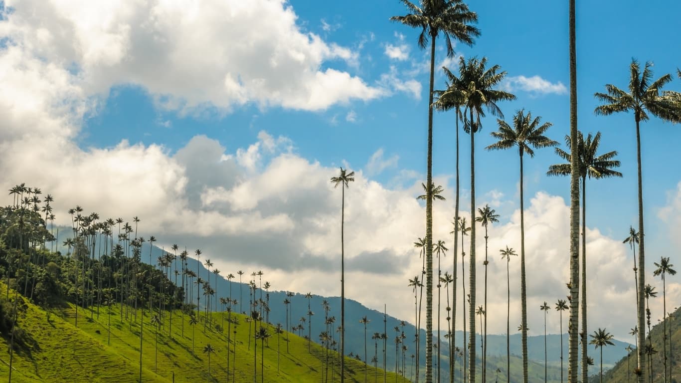 Palmas de cera en el Valle del Cocora